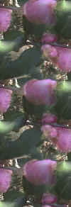 Camellias.jpg (16188 bytes)