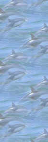 Dolphins.jpg (14034 bytes)