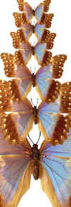 butterflies4.jpg (24722 bytes)