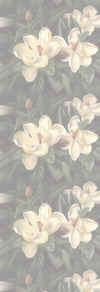 magnolias.jpg (14934 bytes)