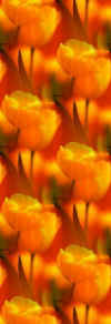 orangetulips.jpg (14402 bytes)