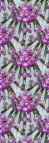 orchidfan.jpg (28542 bytes)