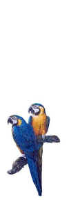 parrots.jpg (7490 bytes)
