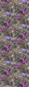 purpleandmagentaflowers.jpg (30479 bytes)
