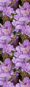purpleflowers.jpg (27065 bytes)