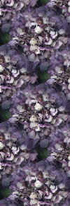 purplehydranges.jpg (27212 bytes)