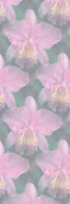 purpleorchids.jpg (11596 bytes)