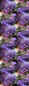 purpleviolets2.jpg (27119 bytes)