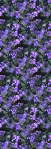 purpleviolets.jpg (27642 bytes)