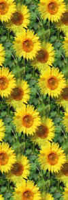 sunflowers.jpg (27551 bytes)